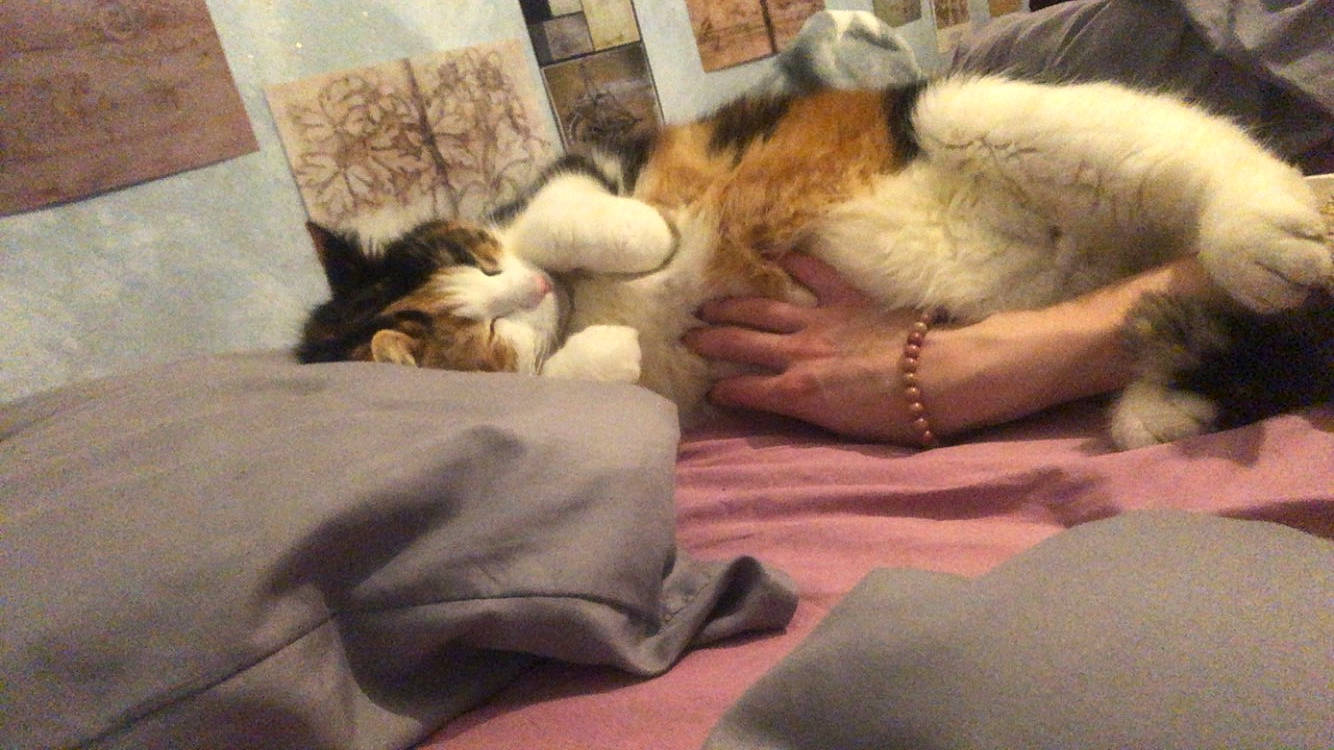 Mascotte a rejoint le concours — aidez-le/la à gagner de superbes lots ! canidae, carnivore, cat, claw, comfort, companion_dog, dog_breed, domestic_short_haired_cat, fawn, felidae, fur, linens, nap, paw, room, small_to_medium_sized_cats, snout, tail, vertebrate, whiskers