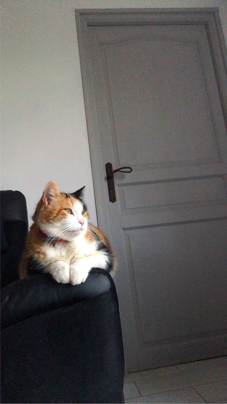 Mascotte a rejoint le concours — aidez-le/la à gagner de superbes lots ! carnivore, cat, chair, comfort, domestic_short_haired_cat, door, fawn, felidae, flooring, fur, hardwood, human_leg, leg, plant, small_to_medium_sized_cats, snout, tail, whiskers, window, wood