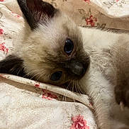 Kira is registered to the contest to win money with this photo: kitten, cat, siamese_cat, pet, animal, cute, feline, indoor, blanket, floral_pattern, cozy, paws, whiskers, fur, young, laying_down, resting, closeup, blue_eyes, domestic_cat