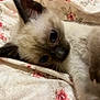kitten, cat, siamese_cat, pet, animal, cute, feline, indoor, blanket, floral_pattern, cozy, paws, whiskers, fur, young, laying_down, resting, closeup, blue_eyes, domestic_cat
