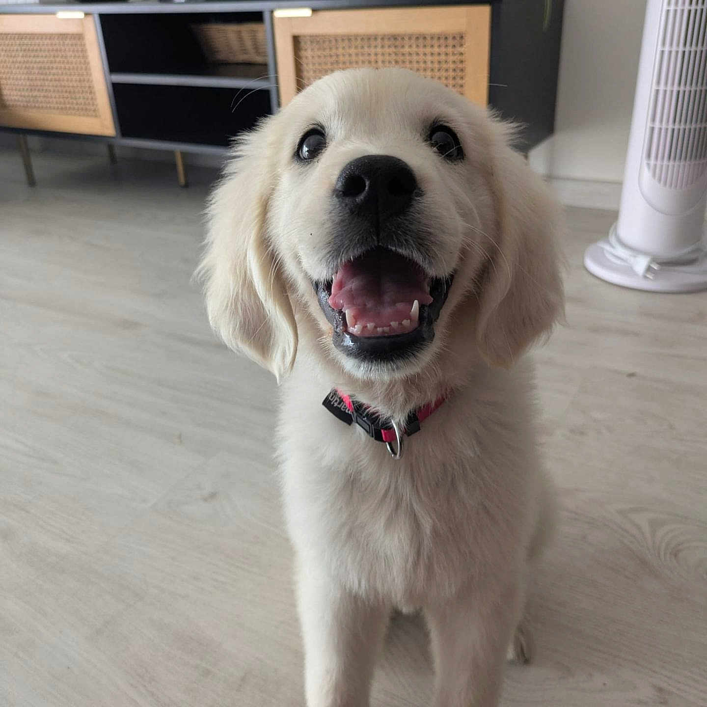 Aïka participe au concours pour gagner de l'argent avec cette photo : cabinet, canine, collar, cute, dog, domestic, fan, floor, friendly, fur, golden_retriever, happy, home, indoor, living_room, pet, puppy, smiling, television, young
