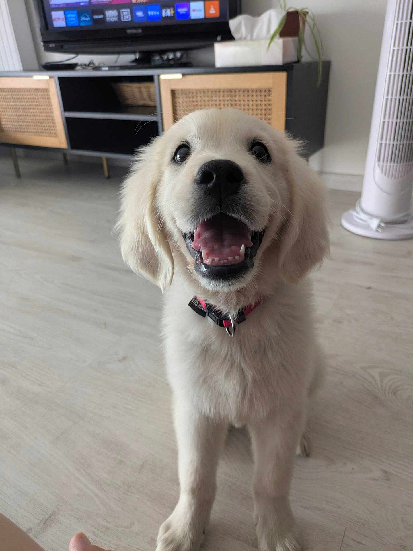 Aïka participe au concours pour gagner de l'argent avec cette photo : puppy, dog, golden_retriever, smiling, indoor, floor, pet, happy, young, canine, collar, home, living_room, television, cabinet, fan, fur, cute, friendly, domestic