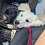 Aïka participe au concours pour gagner de l'argent avec cette photo : puppy, dog, white_dog, car_interior, gear_shift, leash, pink_leash, seat, curious, happy, pet, animal, closeup, resting, vehicle, seat_stitching, canine, domestic_animal, playful, transportation