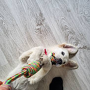 Aïka participe au concours pour gagner de l'argent avec cette photo : puppy, dog, toy, rope_toy, playing, floor, wood_floor, pet, cute, young_dog, ear, mouth, paw, indoor, human_foot, sock, colorful, interaction, red_collar, pet_play