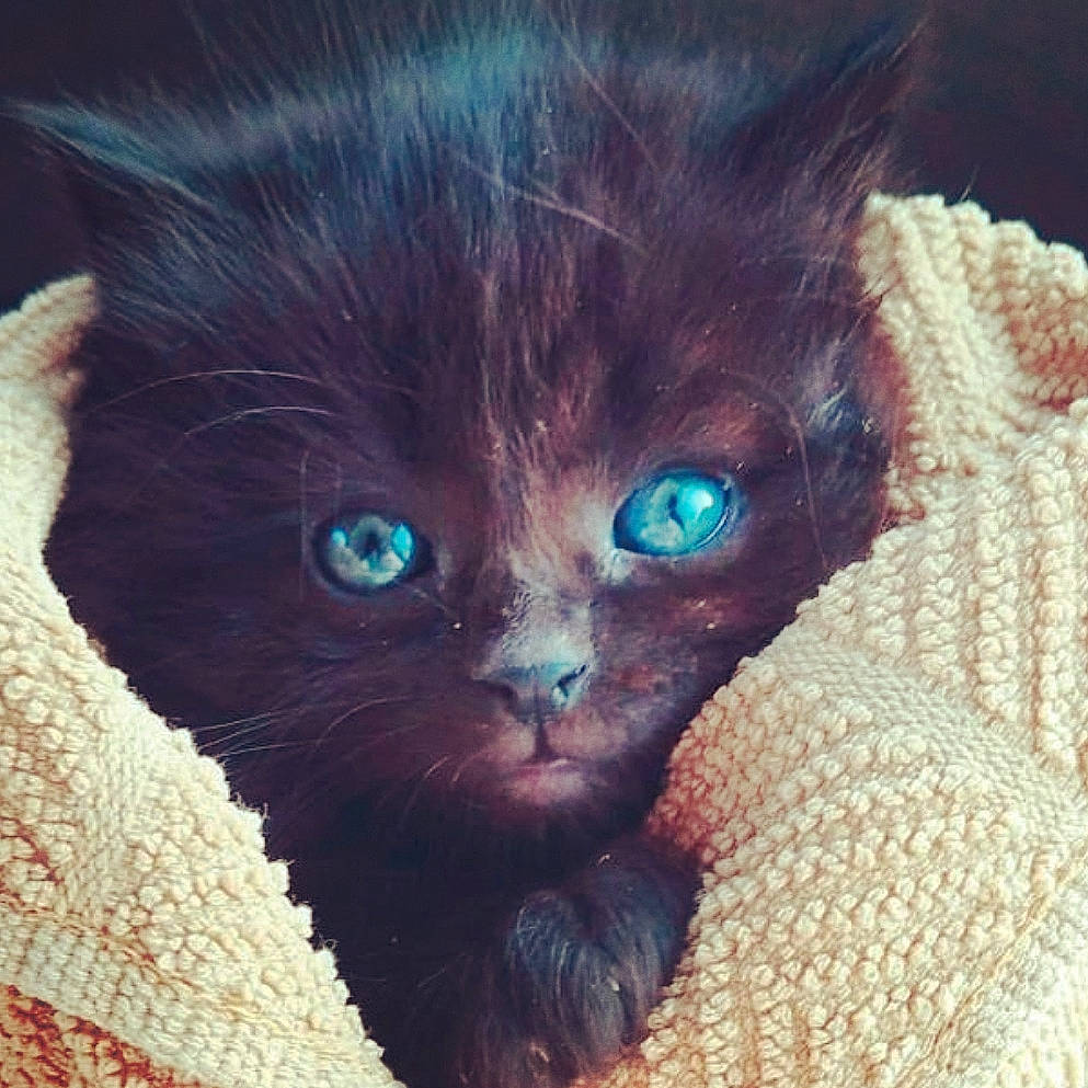 Binx is registered to the contest to win money with this photo: black_cat, carnivore, cat, claw, comfort, domestic_short_haired_cat, ear, electric_blue, eye, fawn, felidae, fur, iris, leg, paw, small_to_medium_sized_cats, snout, tail, whiskers, window