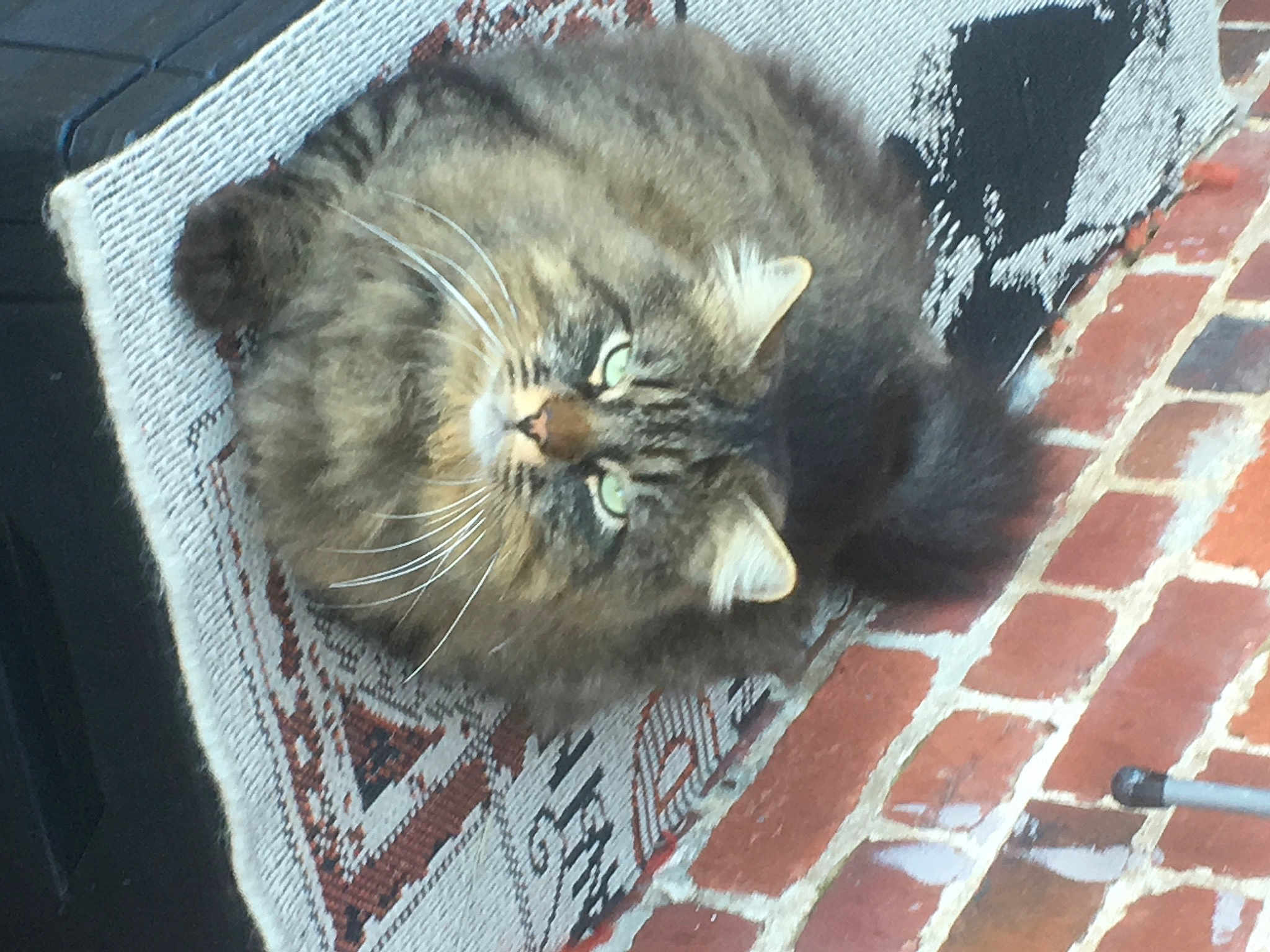 Bebe