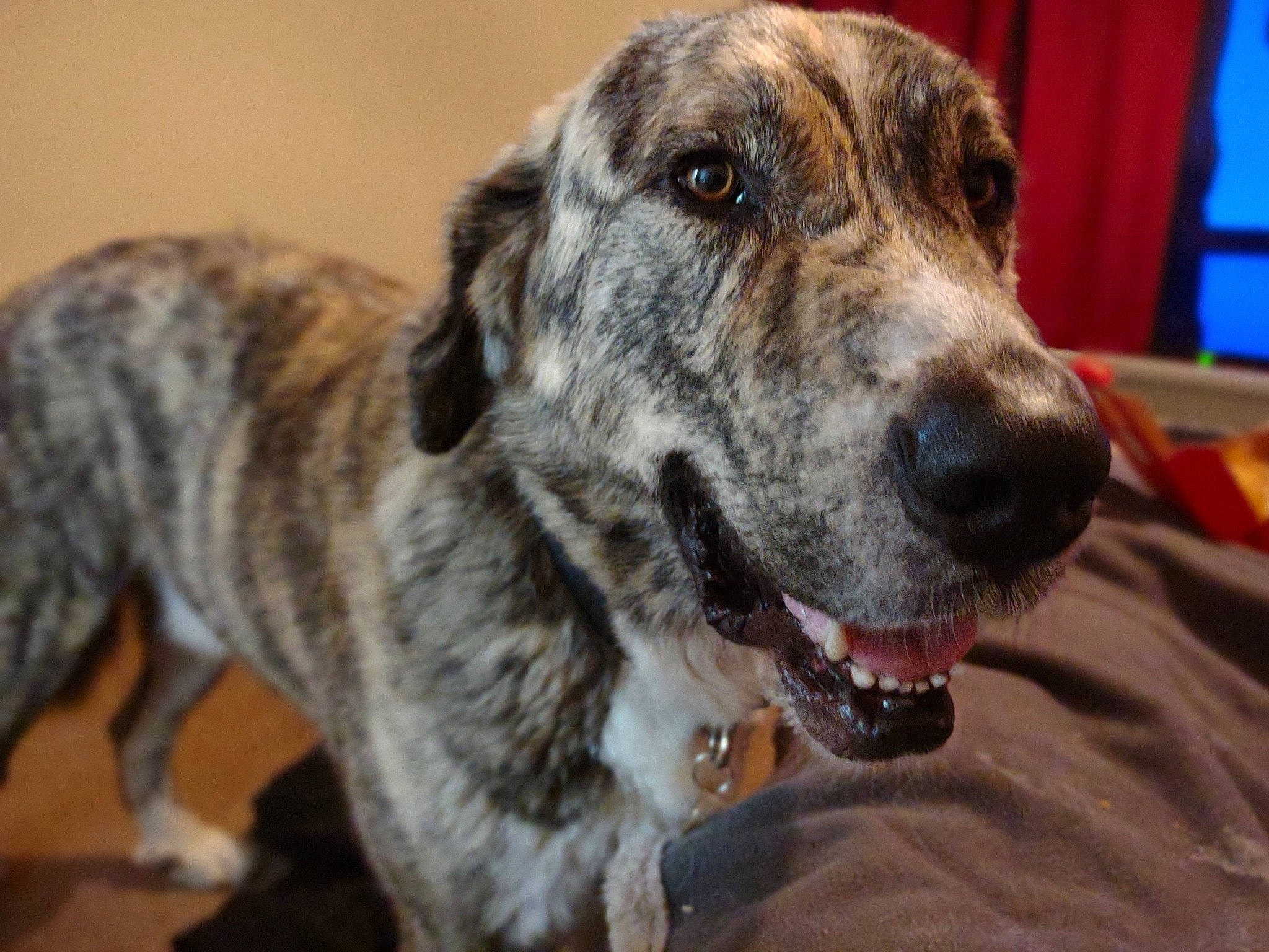 Zeus joined the competition — help win amazing prizes! canidae, carnivore, collar, companion_dog, curtain, dog, dog_breed, fur, great_dane, guard_dog, sporting_group, terrestrial_animal, whiskers, working_animal, working_dog