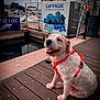 Sultan participe au concours pour gagner de l'argent avec cette photo : dog, animal, pet, harness, dock, marina, boat, water, outdoor, smiling, fur, happy, leisure, daylight, sky, signboard, wood, metal, travel, vacation