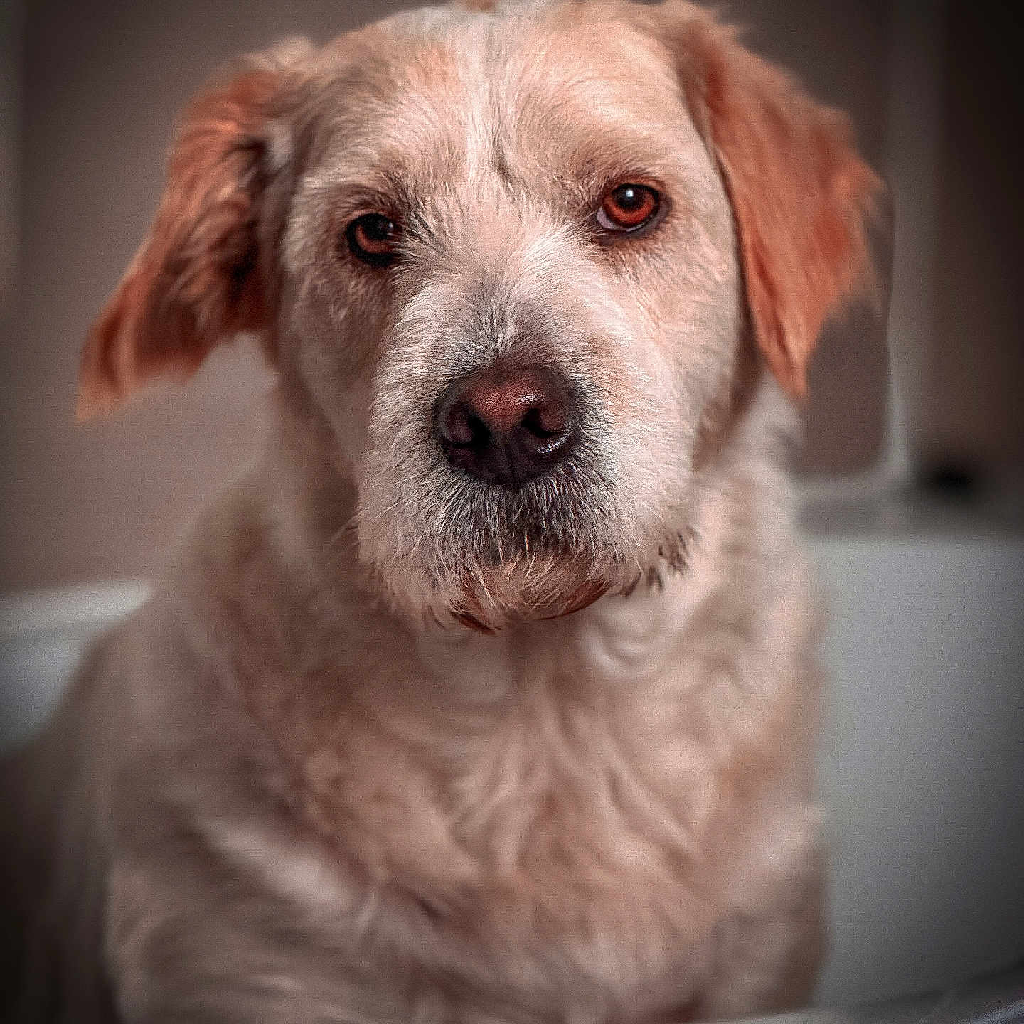 Sultan participe au concours pour gagner de l'argent avec cette photo : animal, background_blur, brown_eyes, calm, canine, close_up, dog, domestic_animal, ears, expression, face, fluffy, fur, indoor, looking, mammal, pet, portrait, snout, soft_light