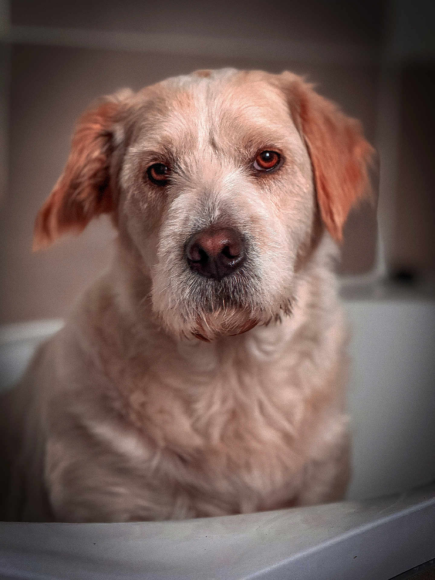 Sultan participe au concours pour gagner de l'argent avec cette photo : dog, pet, animal, fur, portrait, indoor, brown_eyes, close_up, canine, mammal, fluffy, domestic_animal, looking, face, snout, ears, calm, soft_light, background_blur, expression