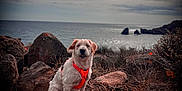Sultan a rejoint le concours — aidez-le/la à gagner de superbes lots ! dog, orange_harness, rock, sea, coast, cloudy_sky, outdoor, nature, animal, pet, adventure, landscape, wild, dry_branches, shore, scenic, fur, canine, sitting, daytime
