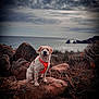 dog, orange_harness, rock, sea, coast, cloudy_sky, outdoor, nature, animal, pet, adventure, landscape, wild, dry_branches, shore, scenic, fur, canine, sitting, daytime