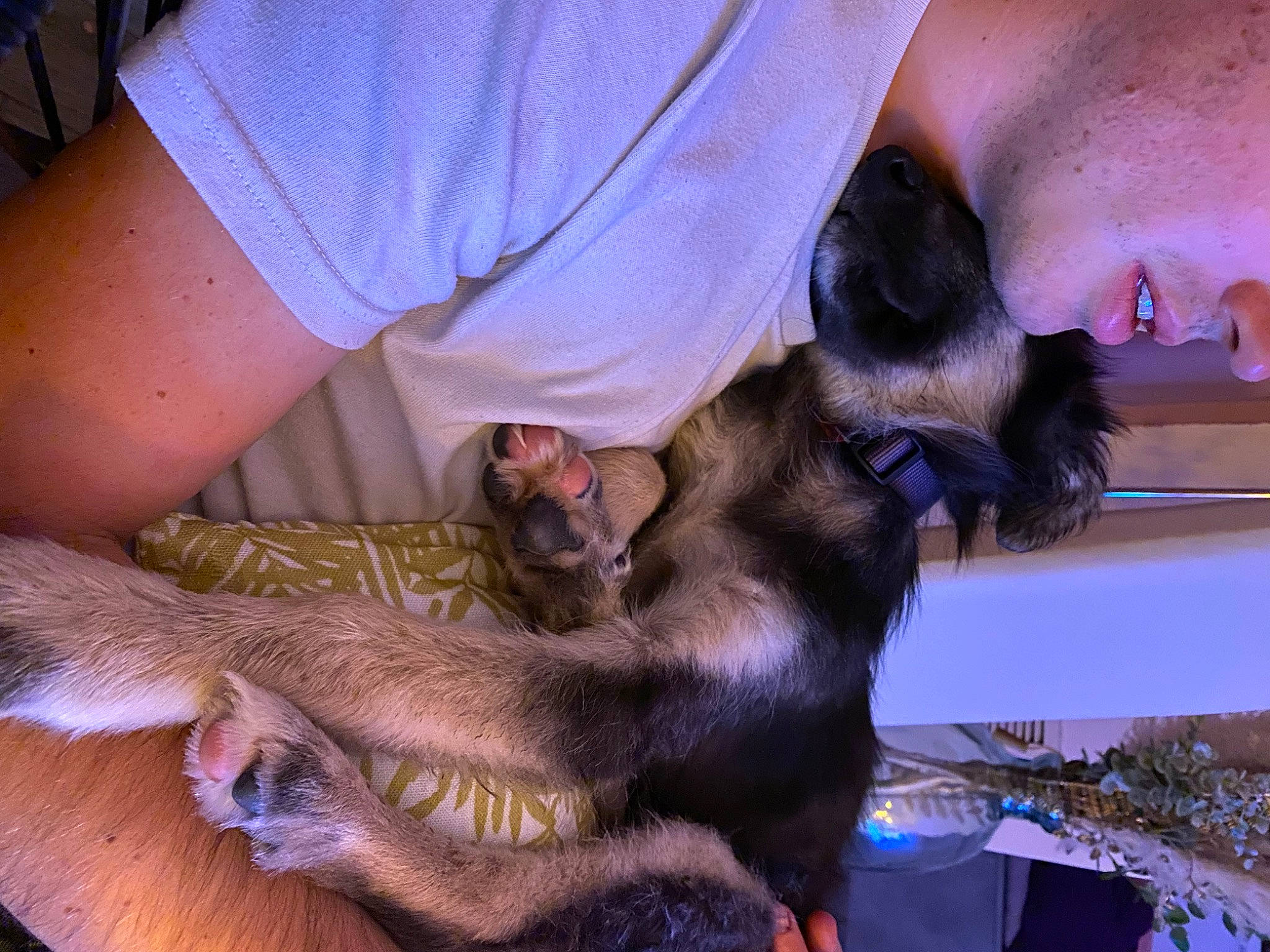 Pikatchu a rejoint le concours — aidez-le/la à gagner de superbes lots ! canidae, carnivore, claw, comfort, companion_dog, dog, dog_breed, domestic_short_haired_cat, ear, fawn, felidae, fur, liver, mammal, paw, plant, small_to_medium_sized_cats, snout, sporting_group, working_animal