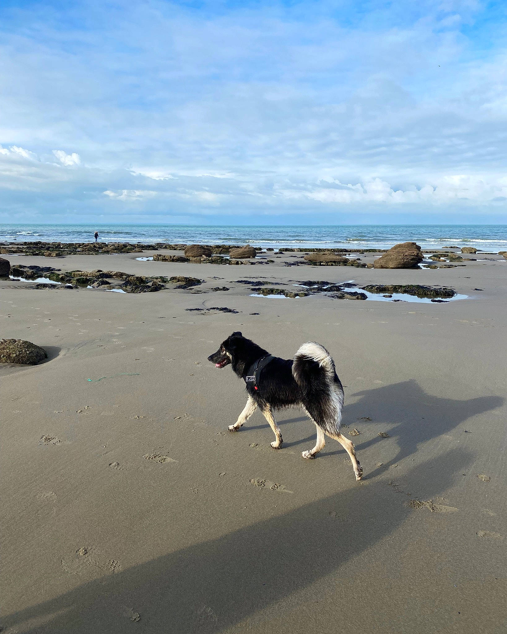 Pikatchu a rejoint le concours — aidez-le/la à gagner de superbes lots ! beach, border_collie, canidae, carnivore, cloud, coast, coastal_and_oceanic_landforms, dog, dog_breed, horizon, landscape, ocean, sand, sky, sporting_group, tide, walking, water, wave, wind_wave