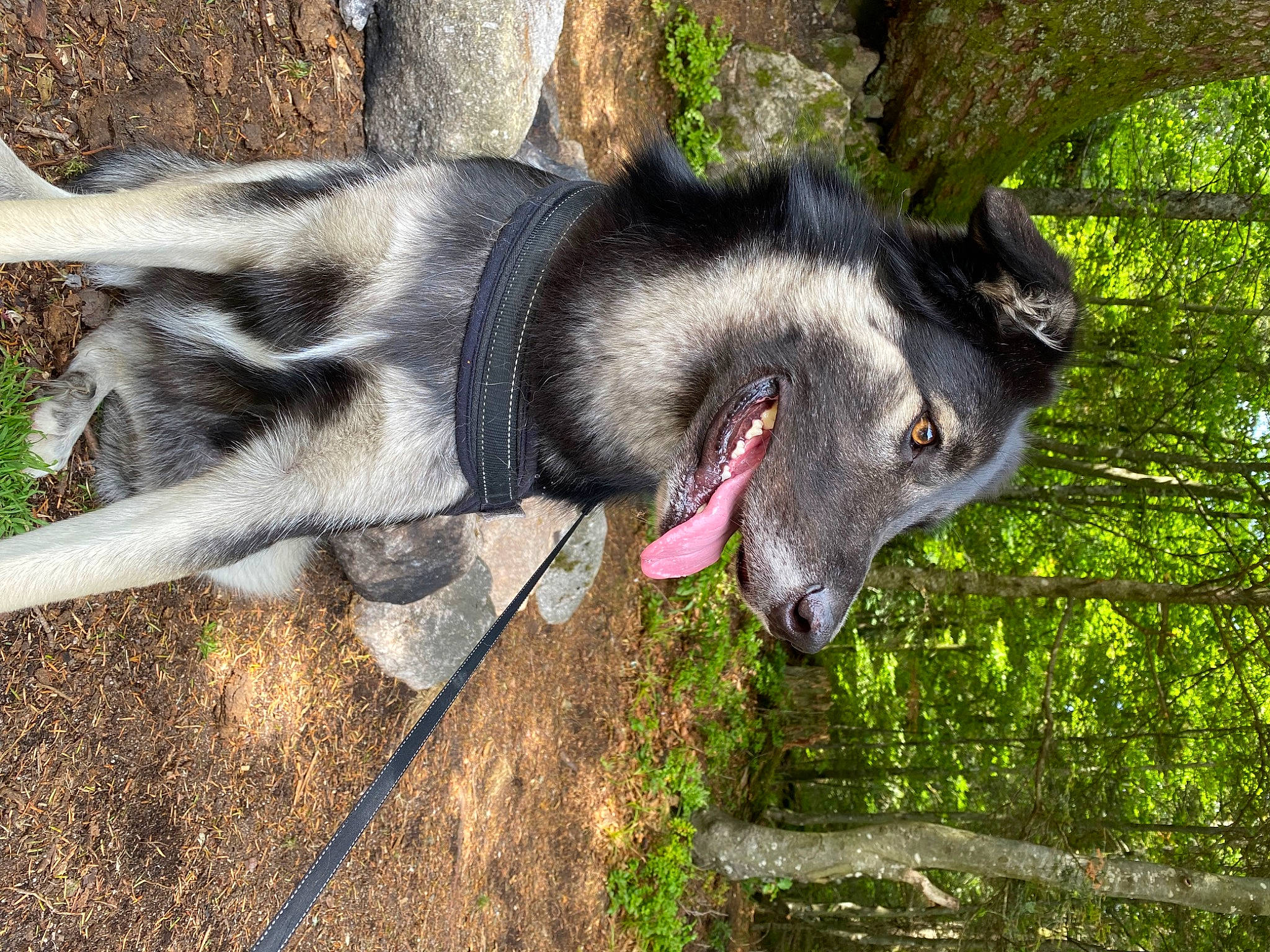 Pikatchu participe au concours pour gagner de l'argent avec cette photo : canidae, canis, carnivore, dog, dog_breed, fur, grass, jaw, snout, sporting_group, terrestrial_animal, wildlife, working_animal, working_dog