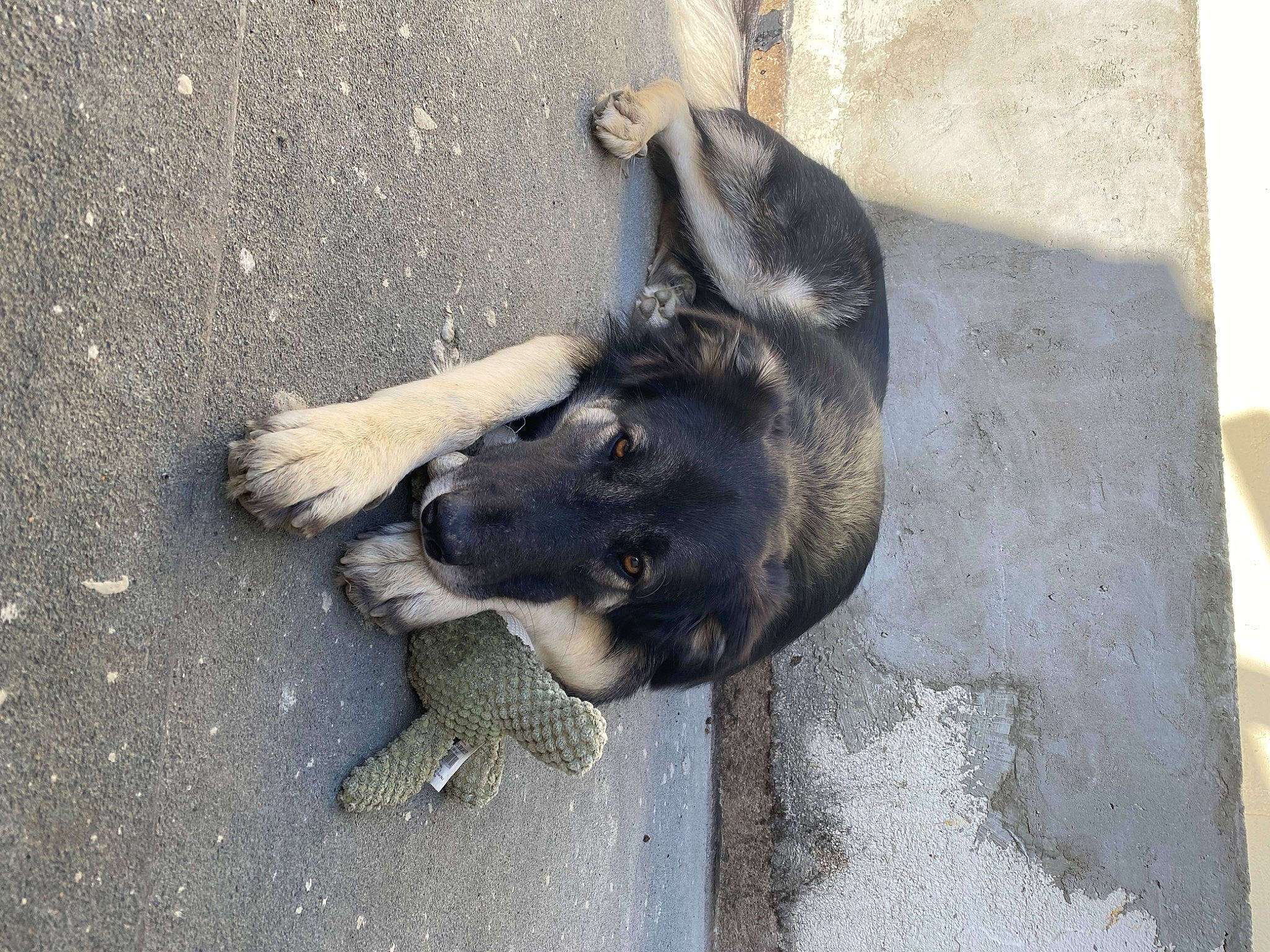 Pikatchu participe au concours pour gagner de l'argent avec cette photo : asphalt, carnivore, concrete, dog, dog_breed, fur, grey, paw, road_surface, sporting_group, street_dog, tail, terrestrial_animal, working_animal