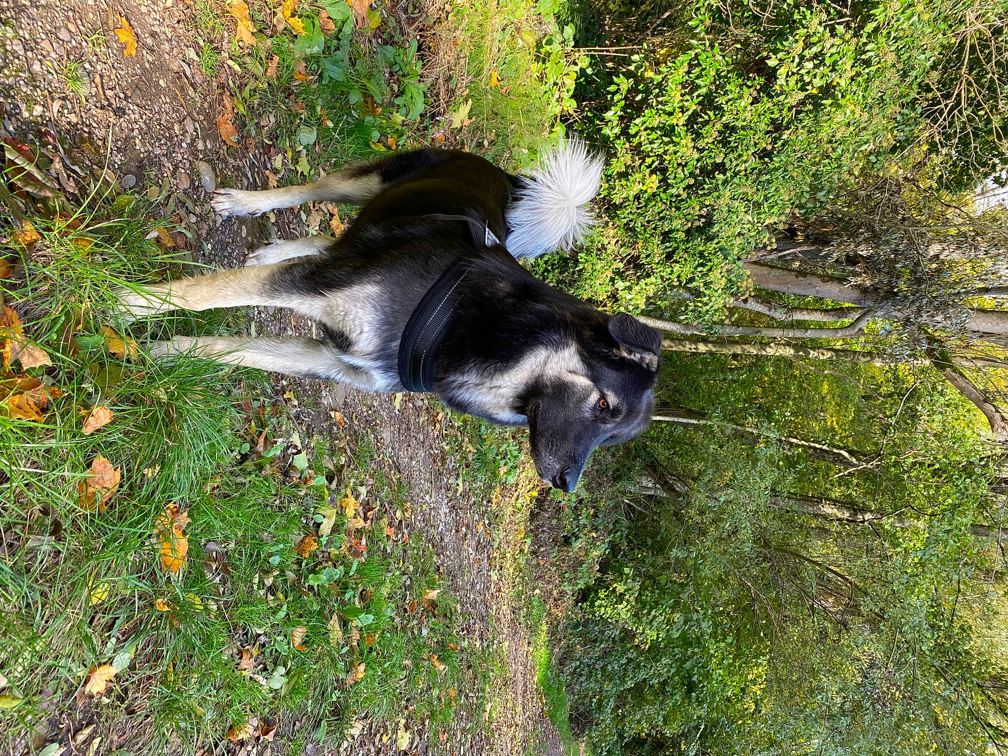 Pikatchu participe au concours pour gagner de l'argent avec cette photo : canidae, carnivore, companion_dog, dog, dog_breed, fawn, grass, groundcover, herbaceous_plant, hunting_dog, plant, shrub, sporting_group, tail, terrestrial_animal, tree, vegetation, wildlife, working_animal