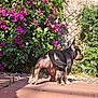 animal, back_view, canine, curious, daylight, dog, fence, flowers, garden, greenery, nature, outdoor, patio, pet, plants, puppy, purple_flowers, sidewalk, sunlight, young_dog