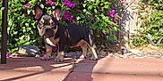 Indica is registered to the contest to win money with this photo: animal, curious, dog, fence, flower, french_bulldog, garden, greenery, nature, outdoor, patio, pet, plant, puppy, rock, shadow, small_dog, summer, sunlight, young_dog