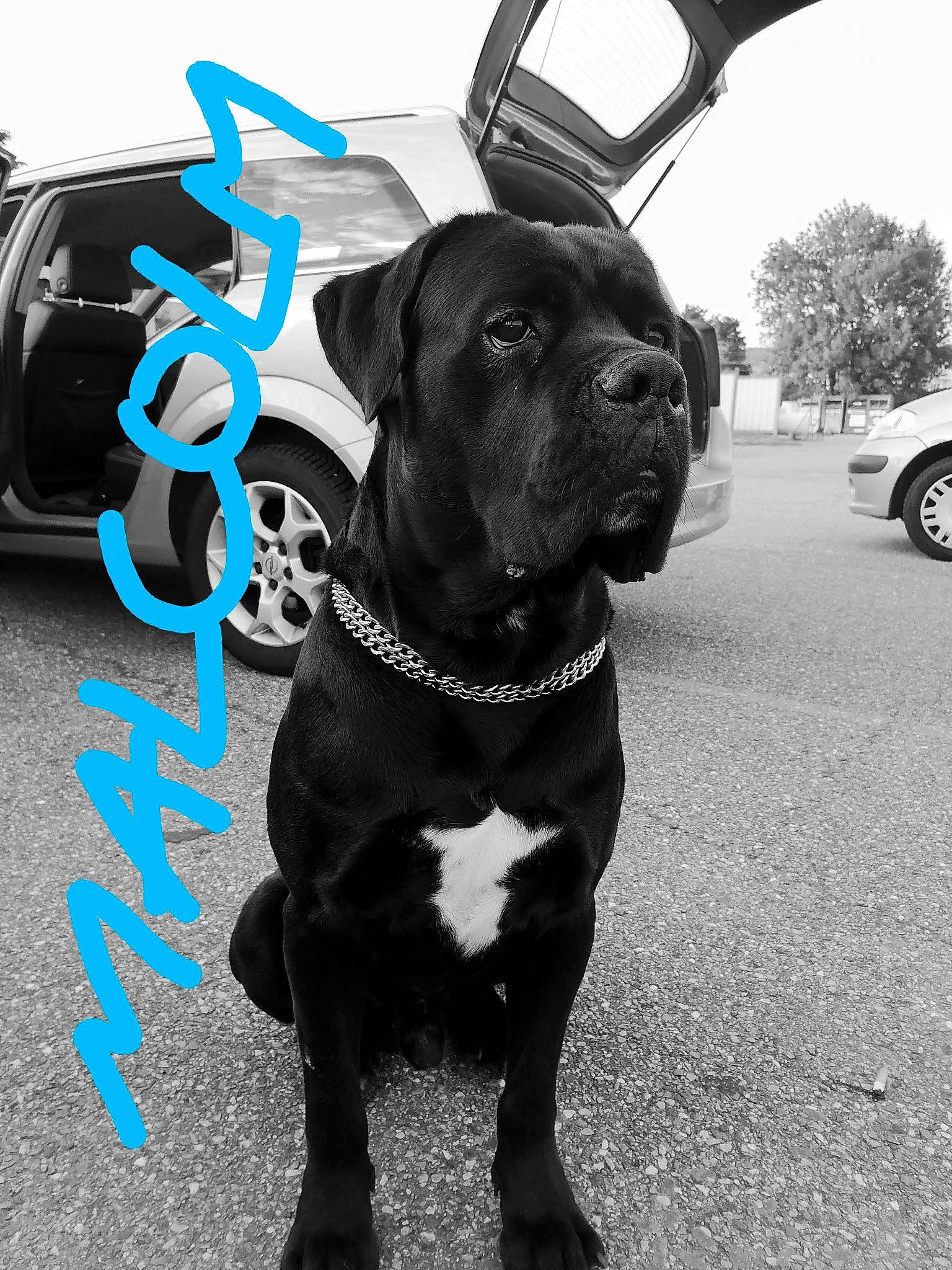 Malcolm a rejoint le concours — aidez-le/la à gagner de superbes lots ! automotive_tire, car, carnivore, collar, companion_dog, dog, dog_breed, dog_collar, electric_blue, fawn, fender, hood, liver, snout, sporting_group, tire, vehicle, vehicle_door, wheel, working_animal