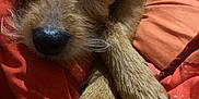 Pitch participe au concours pour gagner de l'argent avec cette photo : dog, pet, close_up, brown_fur, paws, blanket, red_blanket, resting, cozy, indoors, fur, animal, cute, small_dog, relaxed, snout, ears, whiskers, black_nose, sleepy_eyes