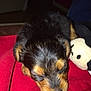 Pitch a rejoint le concours — aidez-le/la à gagner de superbes lots ! puppy, dog, sleeping, red_blanket, plush_toy, cuddling, indoor, cute, fur, animal, pet, young, cozy, resting, soft, black_and_tan, close_up, adorable, companion, comfort