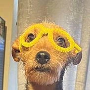 Pitch a rejoint le concours — aidez-le/la à gagner de superbes lots ! dog, pet, glasses, yellow_glasses, pipe_cleaner_glasses, pink_shirt, fur, portrait, indoor, curtain, closeup, cute, animal, mammal, domestic_animal, face, whiskers, ears, eyes, nose