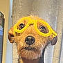 dog, pet, glasses, yellow_glasses, pipe_cleaner_glasses, pink_shirt, fur, portrait, indoor, curtain, closeup, cute, animal, mammal, domestic_animal, face, whiskers, ears, eyes, nose
