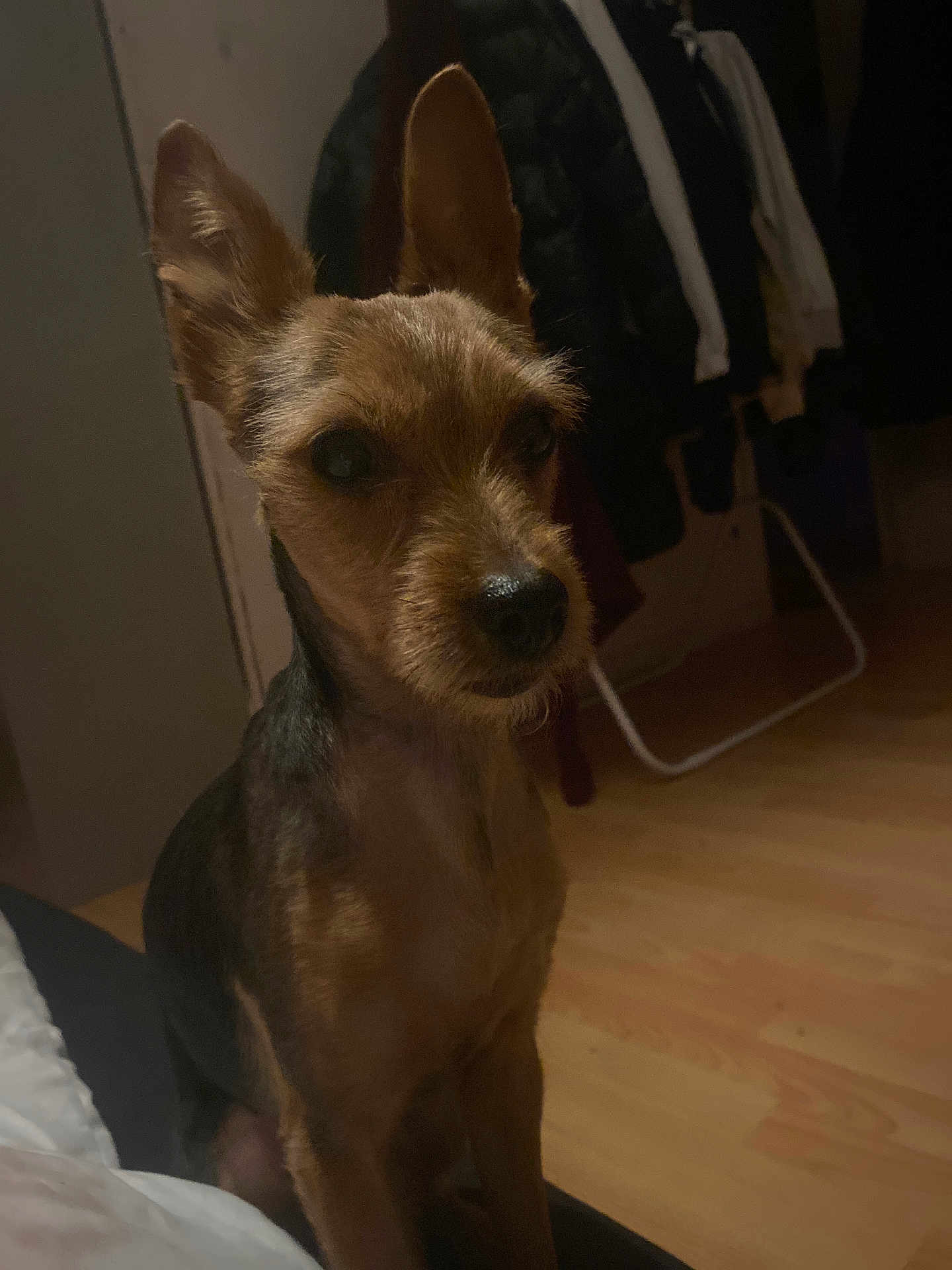 Pitch a rejoint le concours — aidez-le/la à gagner de superbes lots ! dog, pet, small_dog, indoors, bed, ears, fur, quiet, dim_light, clothes_rack, wooden_floor, brown_fur, black_fur, sitting, room, furniture, household, calm, portrait, canine