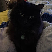 Ghost joined the competition — help win amazing prizes! cat, black_cat, pet, indoor, bed, blanket, pillow, fur, animal, cozy, domestic_animal, relaxing, feline, dark, shadow, collar, tag, cute, sleepy, home