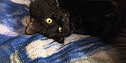 Ghost joined the competition — help win amazing prizes! cat, black_cat, pet, indoor, blanket, furry, animal, cute, relaxed, yellow_eyes, home, cozy, fur, lying_down, soft_texture, curious, mammal, domestic_animal, resting, closeup