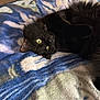 cat, black_cat, pet, indoor, blanket, furry, animal, cute, relaxed, yellow_eyes, home, cozy, fur, lying_down, soft_texture, curious, mammal, domestic_animal, resting, closeup
