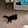 Ghost joined the competition — help win amazing prizes! cat, black_cat, carpet, person, blue_shirt, couch, blanket, living_room, table, medicine_bottles, remote_control, indoor, furniture, floor, pet, relaxing, home, cozy, sitting, animal