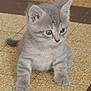 kitten, cat, gray_tabby, fur, floor, curious, cute, small, pet, animal, whiskers, ears, paws, indoor, young, feline, playful, closeup, looking, crouching