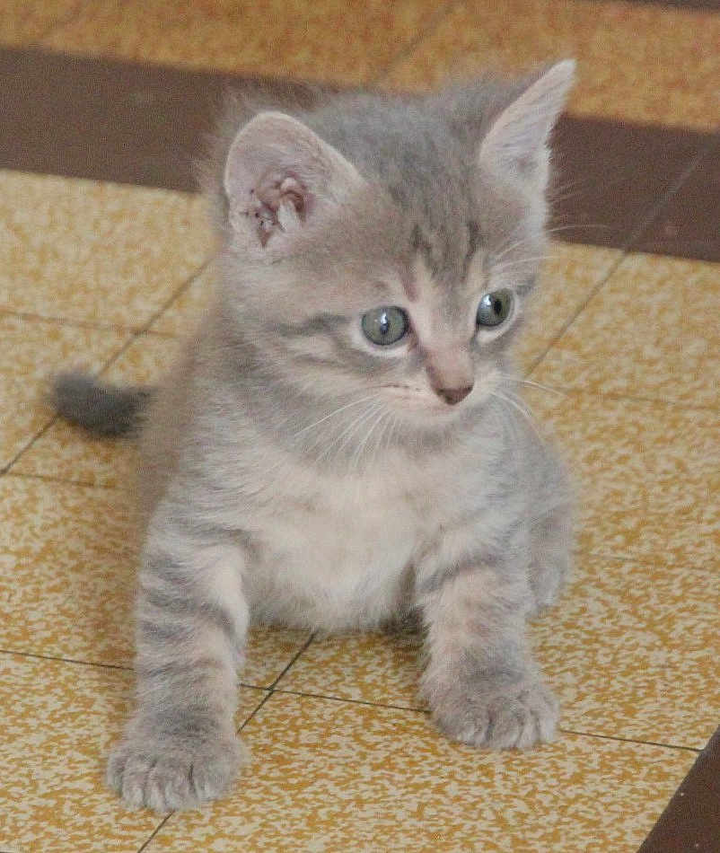 Duchesse participe au concours pour gagner de l'argent avec cette photo : kitten, cat, gray_tabby, fur, floor, curious, cute, small, pet, animal, whiskers, ears, paws, indoor, young, feline, playful, closeup, looking, crouching