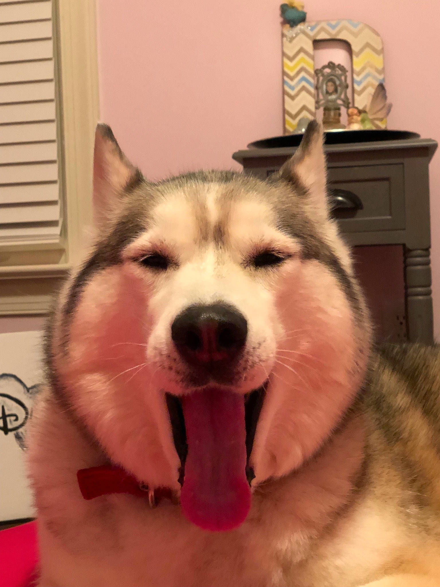 Sawyer is registered to the contest to win money with this photo: alaskan_malamute, canadian_eskimo_dog, canidae, carnivore, dog, dog_breed, eye, facial_expression, head, mammal, miniature_siberian_husky, nose, saarloos_wolfdog, sakhalin_husky, siberian_husky, sled_dog, snout, tamaskan_dog, vertebrate, wolfdog