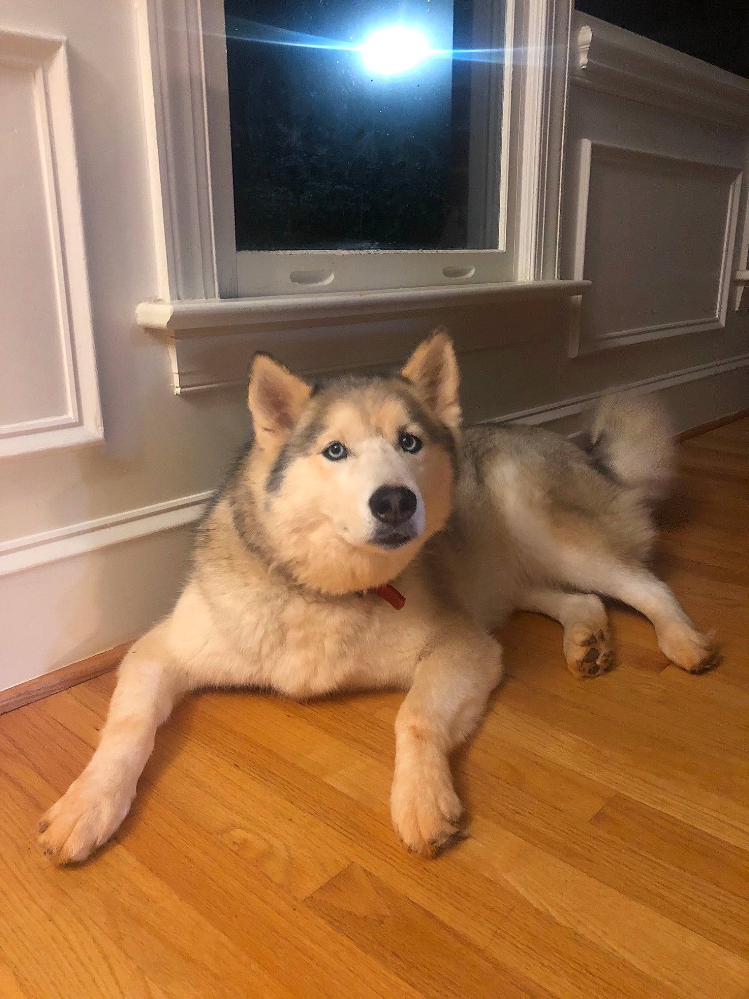 Sawyer joined the competition — help win amazing prizes! alaskan_malamute, ancient_dog_breeds, canidae, carnivore, dog, dog_breed, east_siberian_laika, eurasier, greenland_dog, mammal, norwegian_elkhound, rare_breed_dog, sakhalin_husky, shikoku, siberian_husky, tamaskan_dog, thai_bangkaew_dog, vertebrate, west_siberian_laika, wolfdog