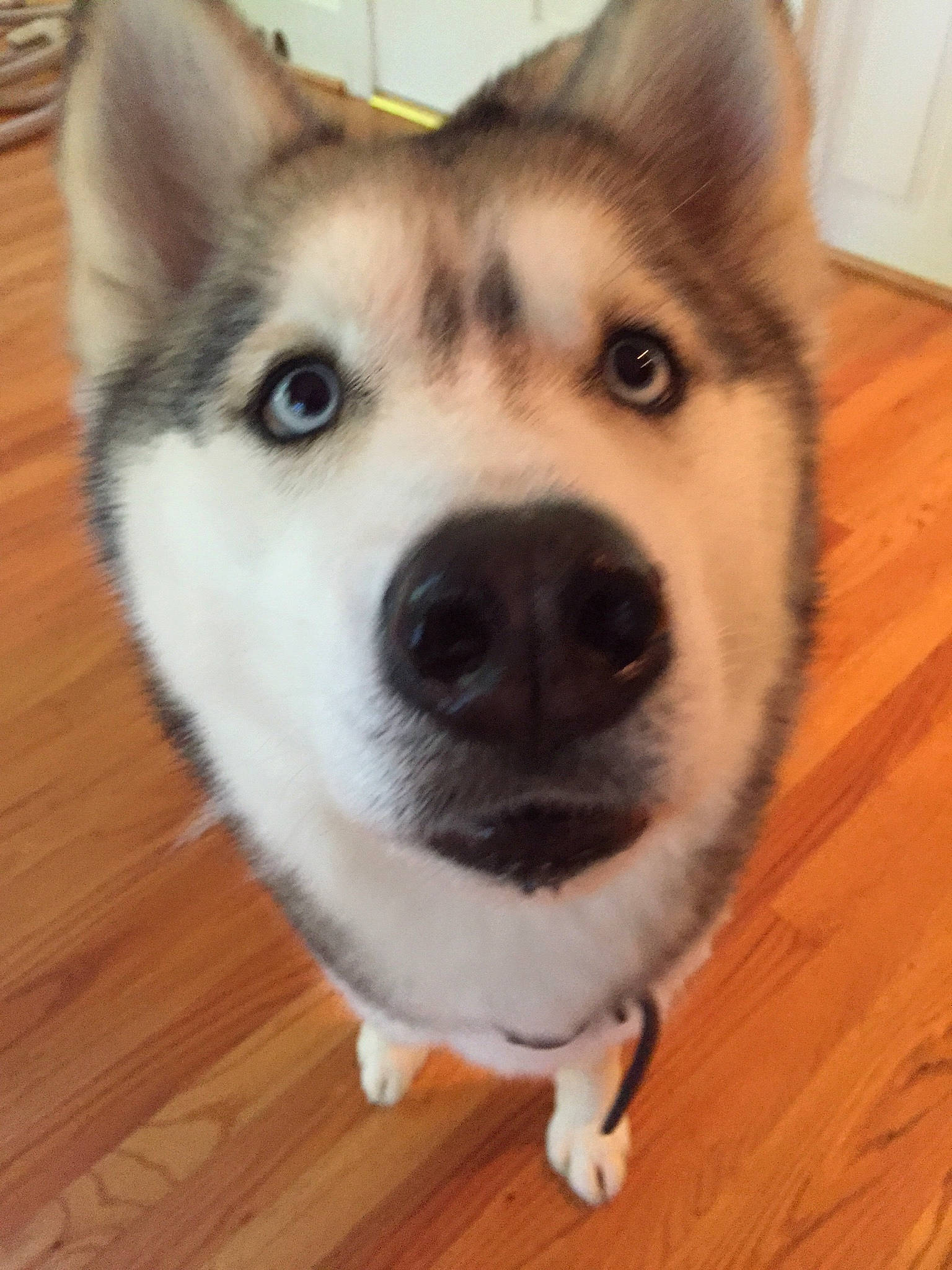 Sawyer is registered to the contest to win money with this photo: alaskan_malamute, canadian_eskimo_dog, canidae, carnivore, dog, dog_breed, eye, eyebrow, greenland_dog, head, mammal, miniature_siberian_husky, native_american_indian_dog, nose, sakhalin_husky, siberian_husky, snout, tamaskan_dog, vertebrate, wolfdog
