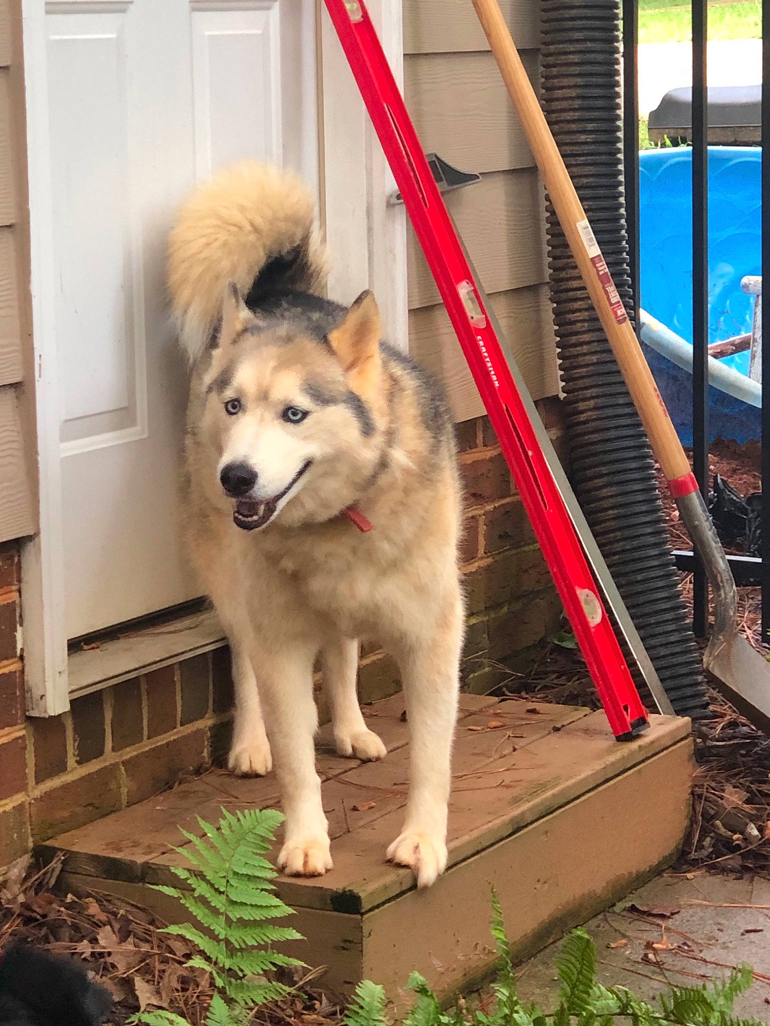 Sawyer joined the competition — help win amazing prizes! alaskan_malamute, ancient_dog_breeds, canidae, carnivore, dog, dog_breed, fawn, greenland_dog, mammal, native_american_indian_dog, rare_breed_dog, siberian_husky, sporting_group, thai_bangkaew_dog, vertebrate, wolfdog, working_dog