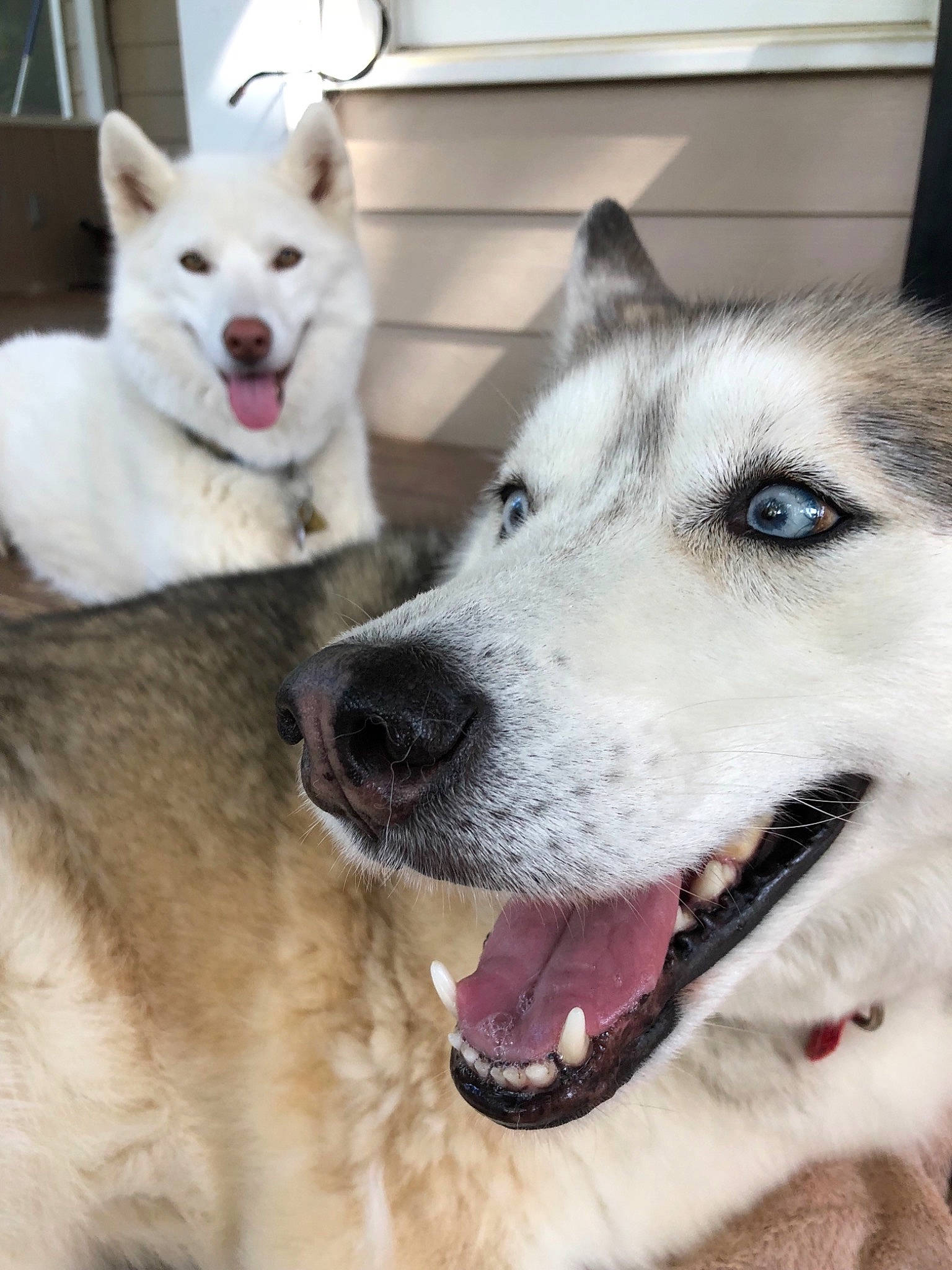Sawyer joined the competition — help win amazing prizes! alaskan_malamute, canadian_eskimo_dog, canidae, carnivore, dog, dog_breed, east_siberian_laika, greenland_dog, labrador_husky, mammal, northern_inuit_dog, nose, rare_breed_dog, sakhalin_husky, seppala_siberian_sleddog, siberian_husky, sled_dog, snout, tamaskan_dog, vertebrate