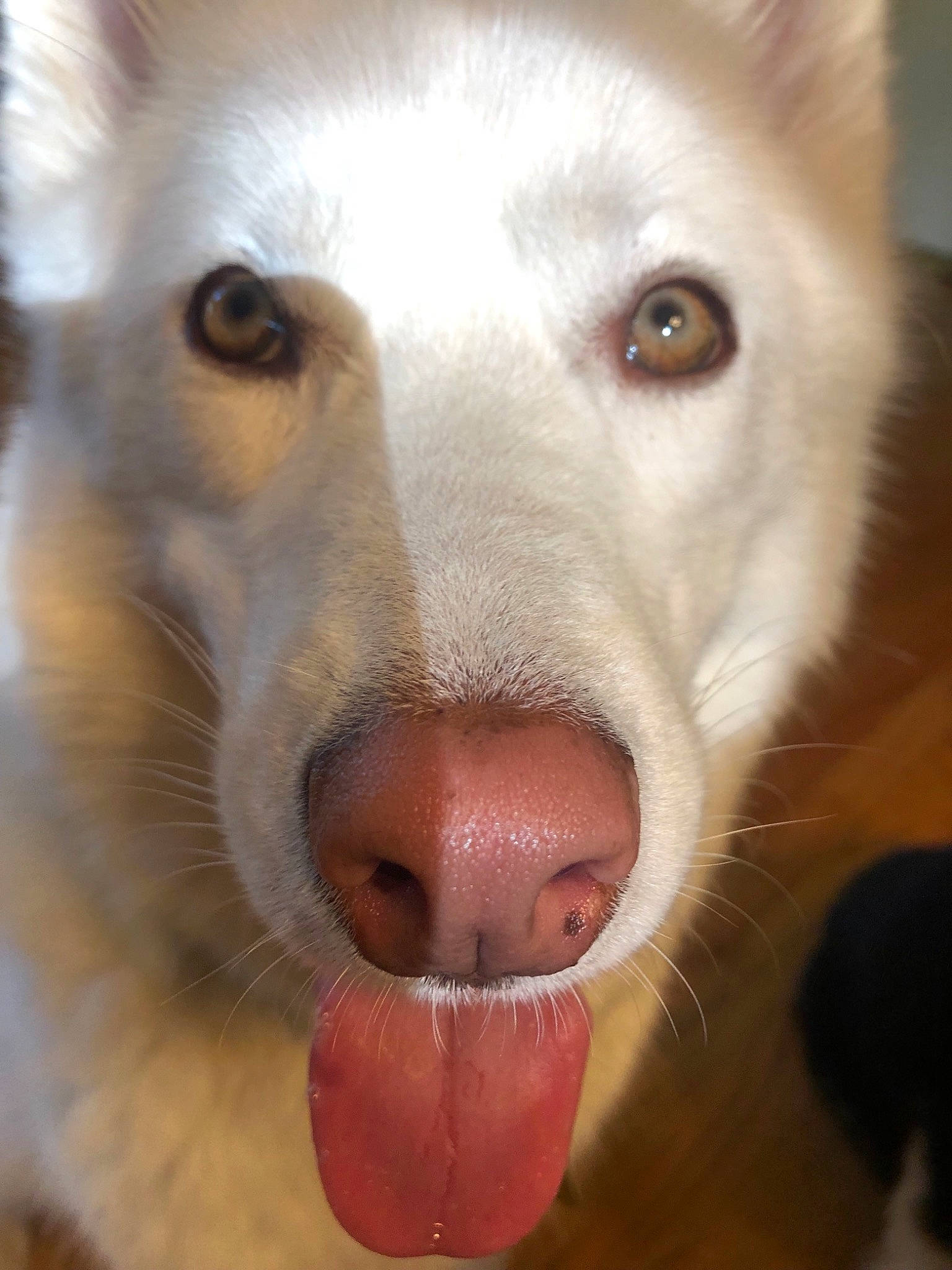 Dodger is registered to the contest to win money with this photo: canadian_eskimo_dog, canidae, carnivore, close_up, dog, dog_breed, eye, greenland_dog, jaw, mammal, mouth, nose, organ, rare_breed_dog, siberian_husky, snout, tamaskan_dog, tongue, vertebrate, whiskers