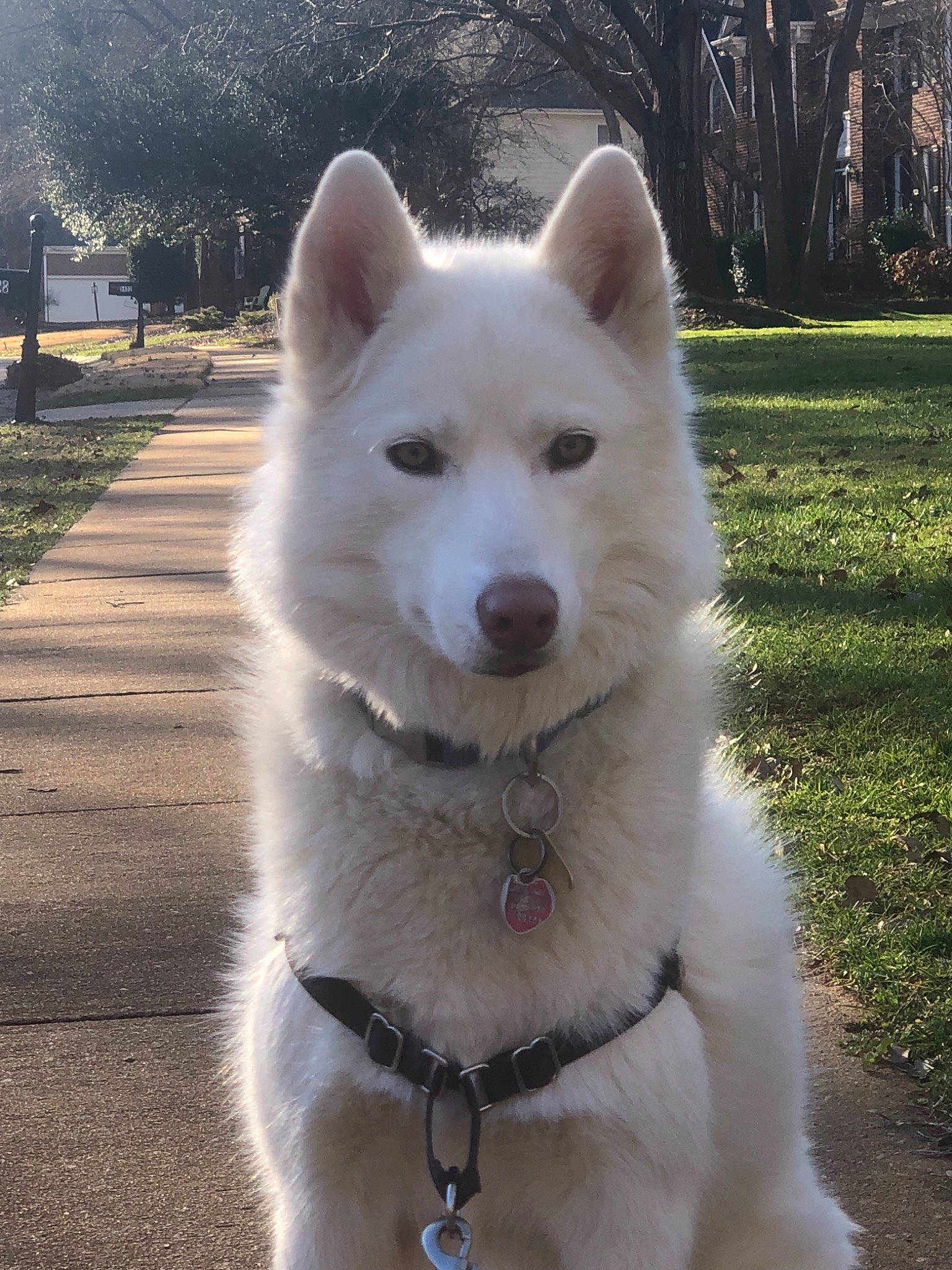 Dodger joined the competition — help win amazing prizes! ancient_dog_breeds, berger_blanc_suisse, canadian_eskimo_dog, canidae, carnivore, dog, dog_breed, greenland_dog, hokkaido, indian_spitz, kintamani, kishu, mammal, pungsan_dog, rare_breed_dog, sakhalin_husky, samoyed, siberian_husky, vertebrate, white_shepherd