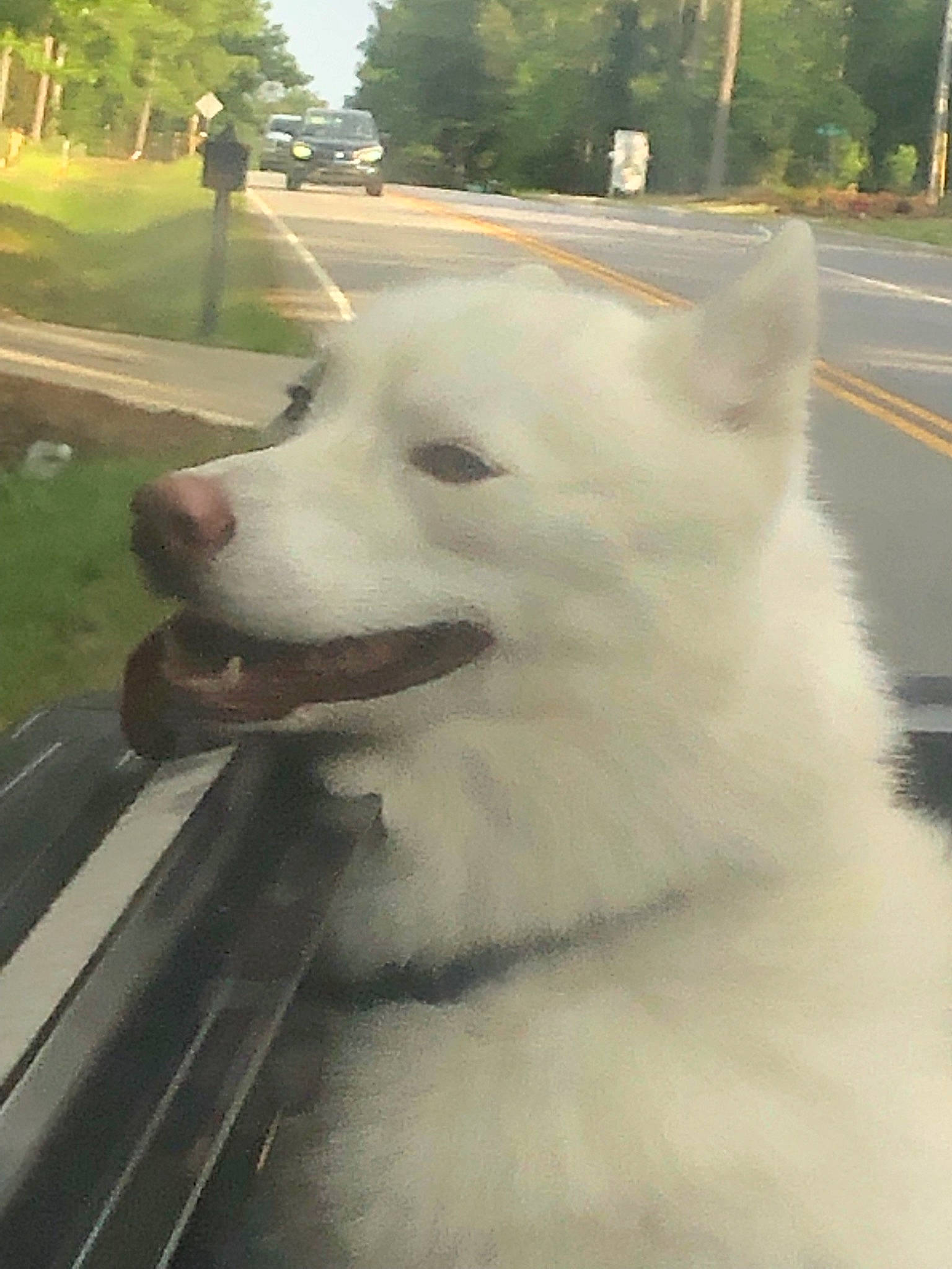 Dodger is registered to the contest to win money with this photo: american_eskimo_dog, canadian_eskimo_dog, canidae, carnivore, dog, dog_breed, indian_spitz, japanese_spitz, kintamani, kishu, korean_jindo_dog, mammal, pungsan_dog, samoyed, snout, spitz, vertebrate, volpino_italiano, white, white_shepherd