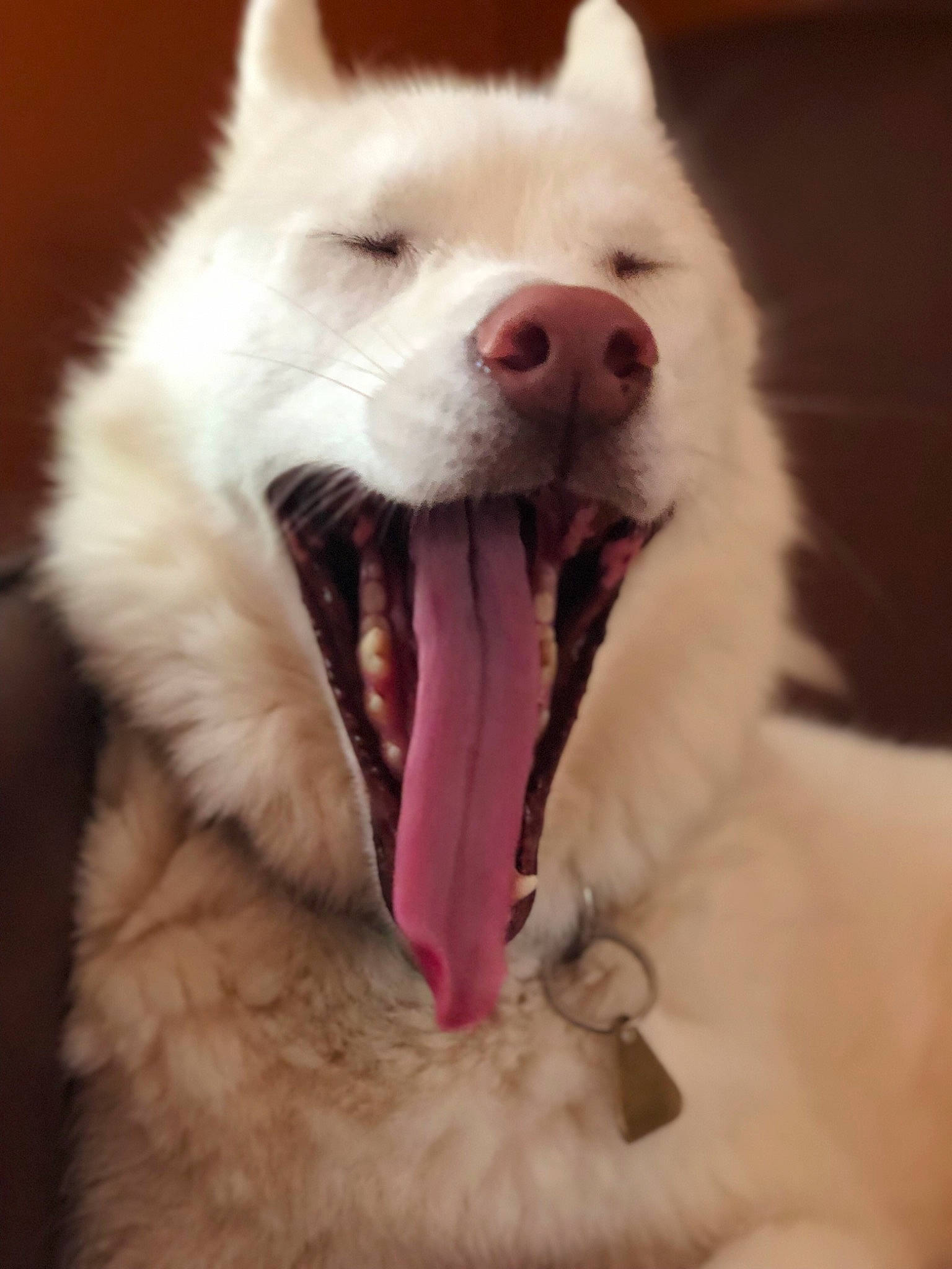 Dodger is registered to the contest to win money with this photo: akita, ancient_dog_breeds, berger_blanc_suisse, canadian_eskimo_dog, canidae, carnivore, companion_dog, dog, dog_breed, facial_expression, jaw, mammal, mouth, non_sporting_group, nose, samoyed, snout, tongue, vertebrate, white_shepherd
