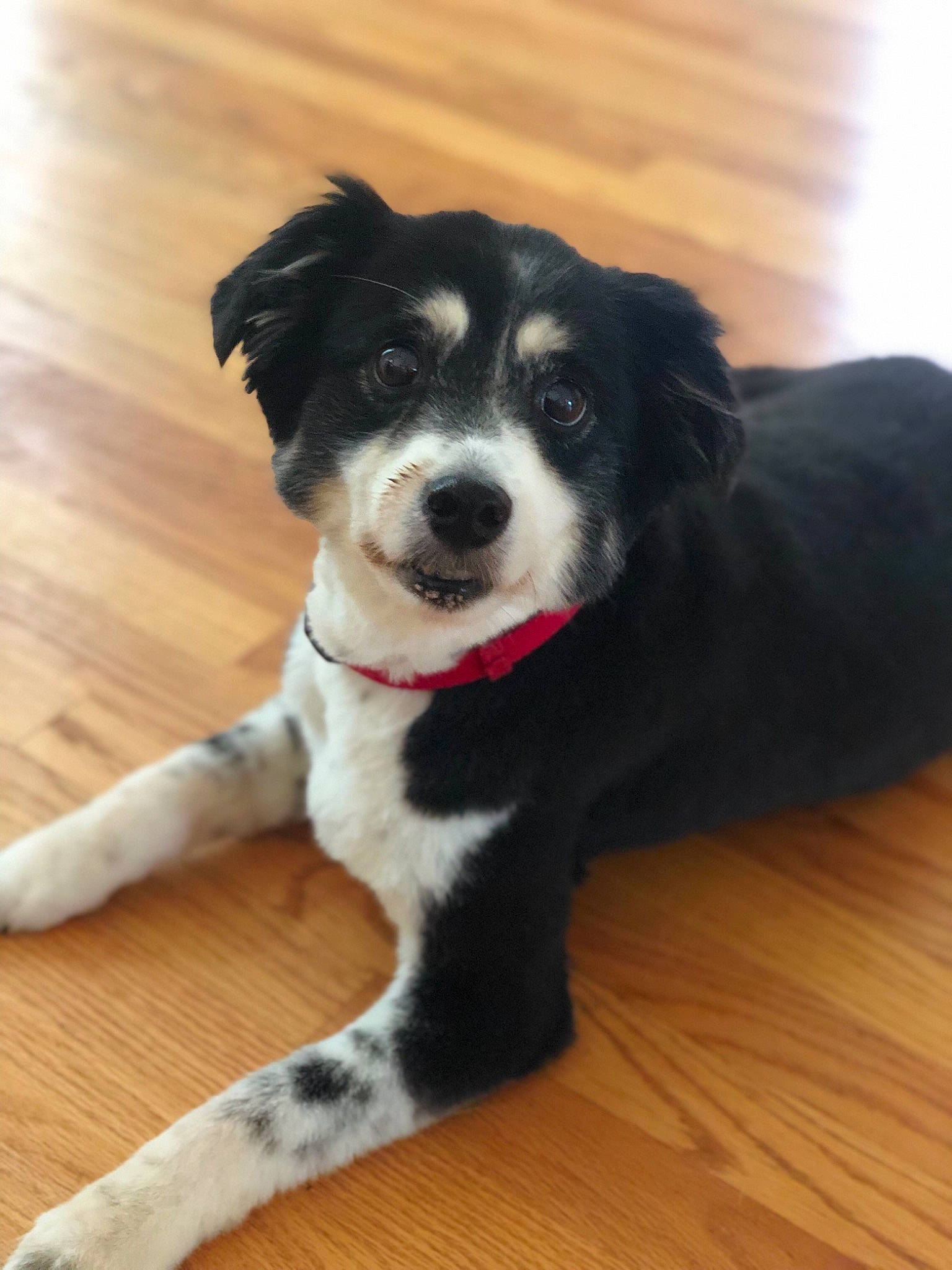 Becky joined the competition — help win amazing prizes! australian_shepherd, border_collie, canidae, carnivore, companion_dog, dog, dog_breed, herding_dog, mammal, nose, puppy, rare_breed_dog, snout, sporting_group, stabyhoun, vertebrate, whiskers, working_dog