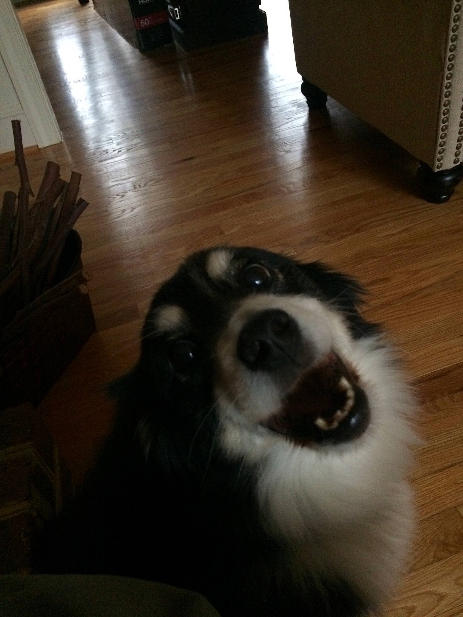 Becky is registered to the contest to win money with this photo: australian_shepherd, border_collie, canidae, carnivore, companion_dog, dog, dog_breed, flooring, mammal, phalene, shetland_sheepdog, snout, sporting_group, whiskers