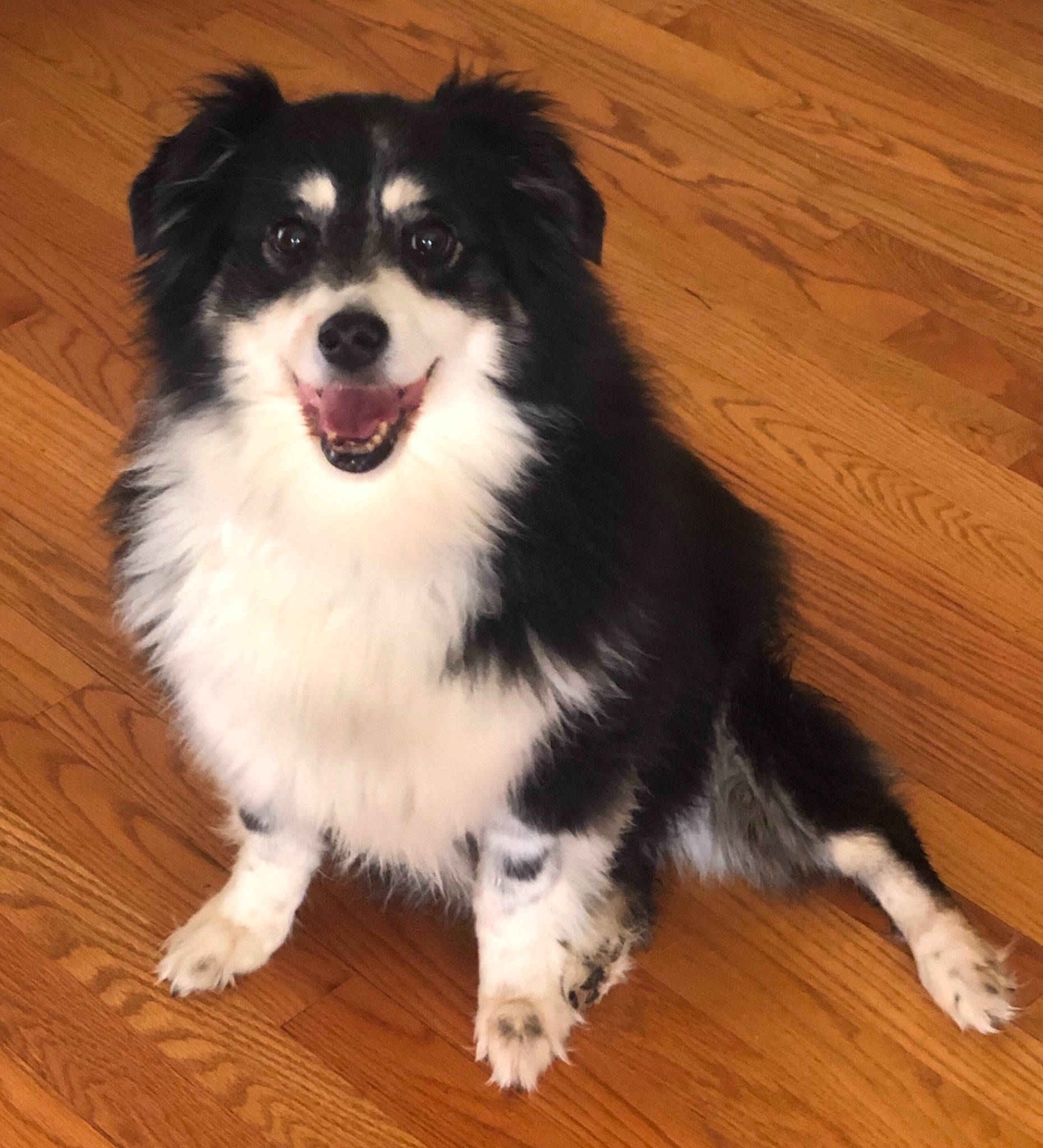 Becky joined the competition — help win amazing prizes! australian_collie, australian_shepherd, border_collie, canidae, carnivore, companion_dog, dog, dog_breed, english_shepherd, finnish_lapphund, herding_dog, mammal, miniature_australian_shepherd, puppy, rare_breed_dog, scotch_collie, snout, sporting_group, vertebrate, working_dog