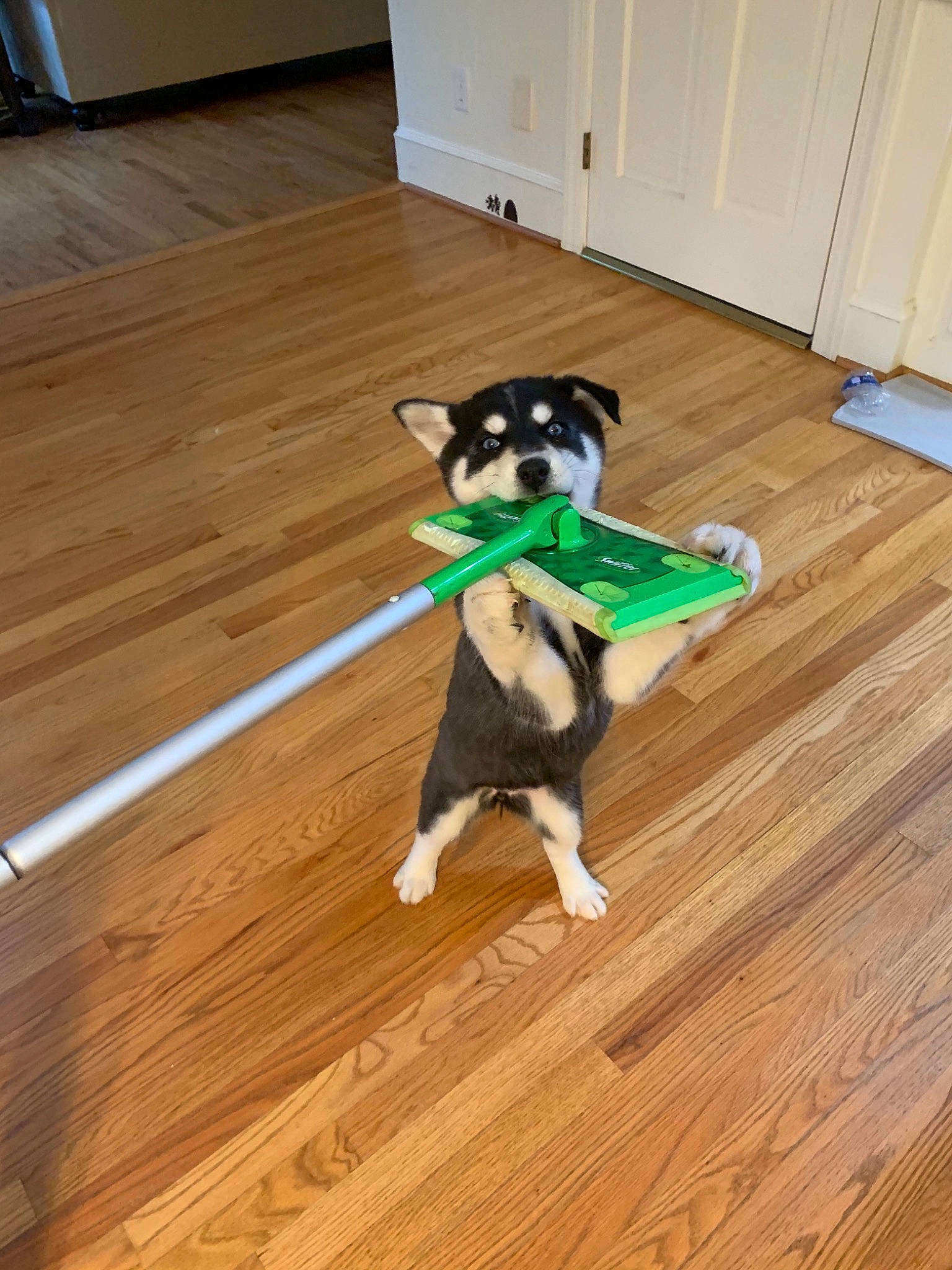 Tundra joined the competition — help win amazing prizes! alaskan_klee_kai, alaskan_malamute, canidae, carnivore, companion_dog, dog, dog_breed, floor, flooring, hardwood, laminate_flooring, mammal, pattern, puppy, rare_breed_dog, siberian_husky, table, tail, wood, wood_flooring