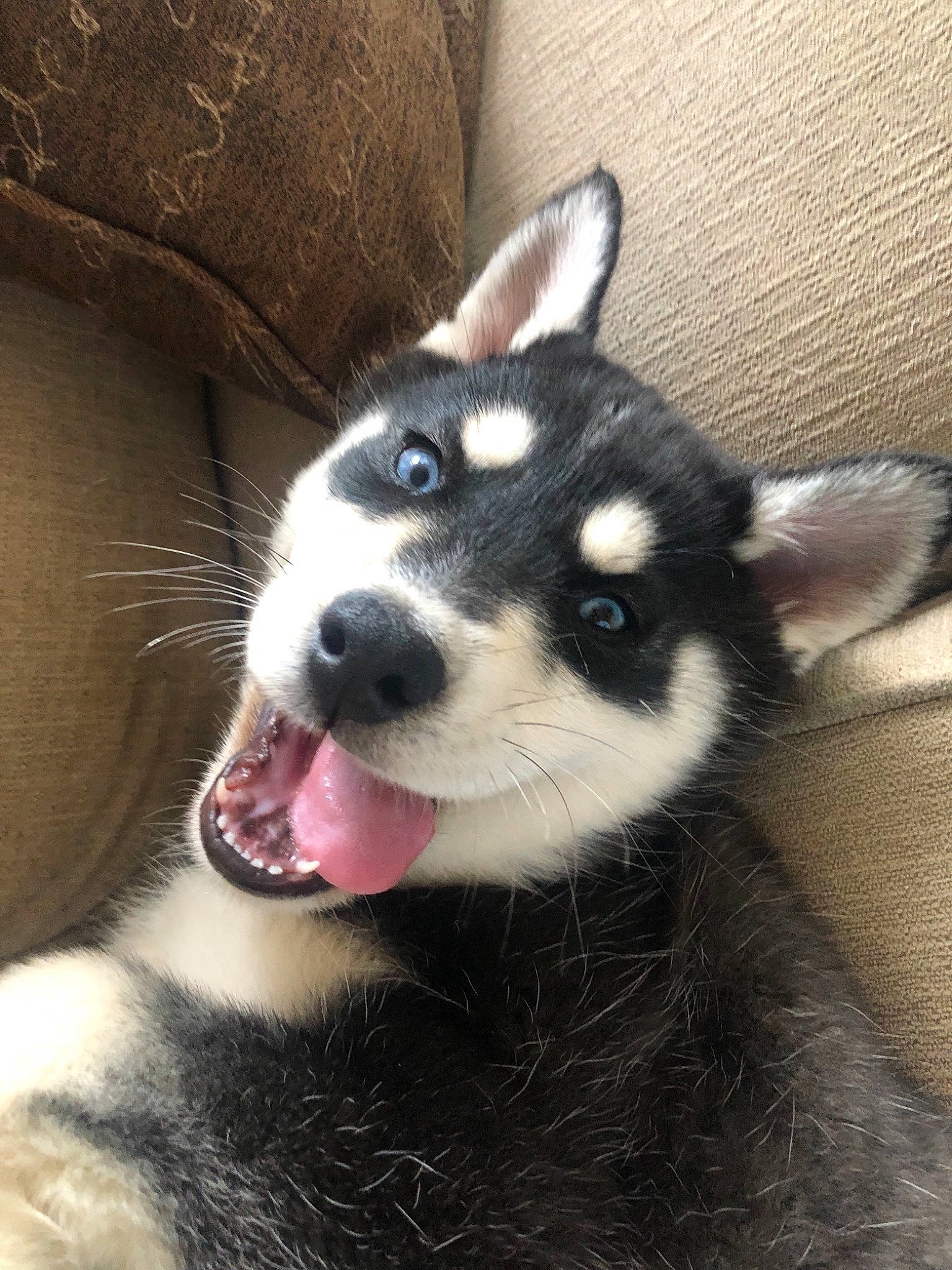 Tundra is registered to the contest to win money with this photo: alaskan_klee_kai, alaskan_malamute, canadian_eskimo_dog, canidae, carnivore, dog, dog_breed, labrador_husky, mammal, miniature_siberian_husky, nose, puppy, sakhalin_husky, seppala_siberian_sleddog, siberian_husky, sled_dog, snout, vertebrate, whiskers, wolfdog
