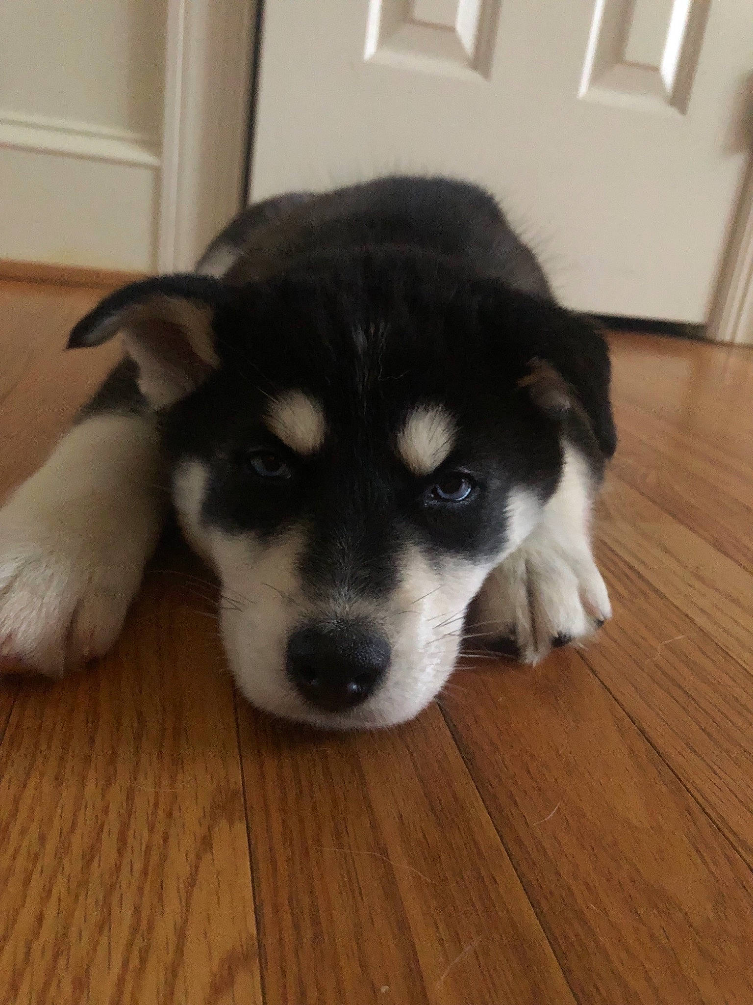 Tundra is registered to the contest to win money with this photo: alaskan_klee_kai, alaskan_malamute, canadian_eskimo_dog, canidae, carnivore, dog, dog_breed, labrador_husky, mammal, miniature_siberian_husky, nose, puppy, rare_breed_dog, sakhalin_husky, siberian_husky, sled_dog, snout, sporting_group, vertebrate, wolfdog
